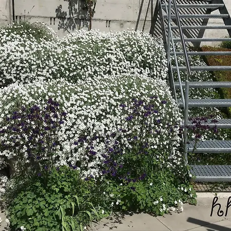 Apartment Ferienwohnung Aquileia Scuol